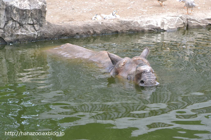 インドサイの水浴び_b0245634_21171743.jpg