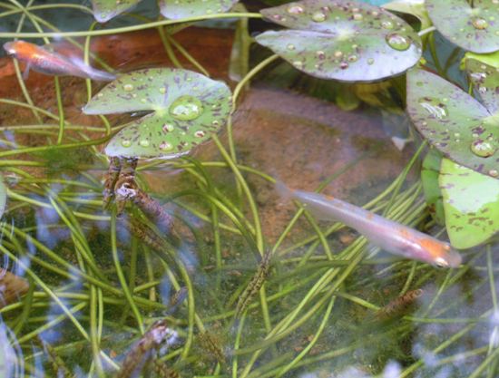 e0097534_14554125.jpg