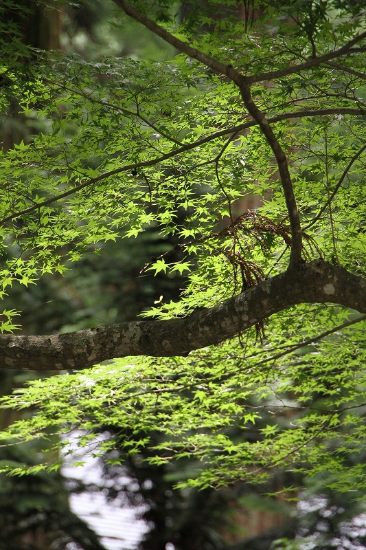 2910　▼みちのく津軽・下北半島の旅_c0030536_14301648.jpg