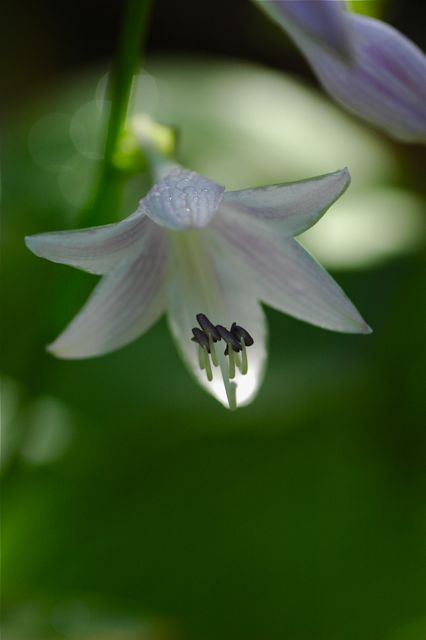 ハスの花　③  ＆  おまけの部_e0099737_17103263.jpg