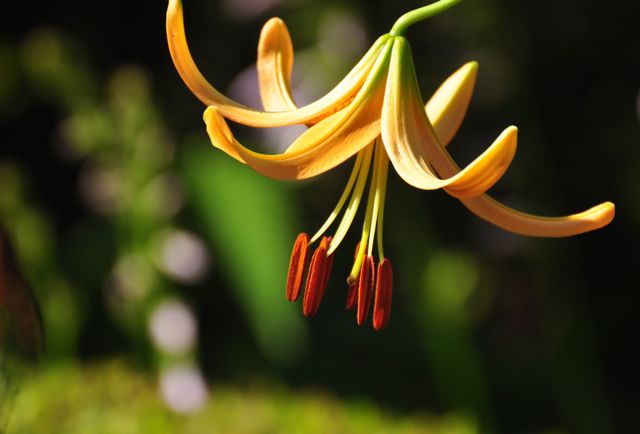 ハスの花　③  ＆  おまけの部_e0099737_17115888.jpg