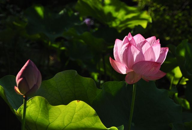 ハスの花　③  ＆  おまけの部_e0099737_1771626.jpg