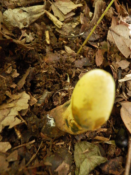 c0047341_8372327.jpg