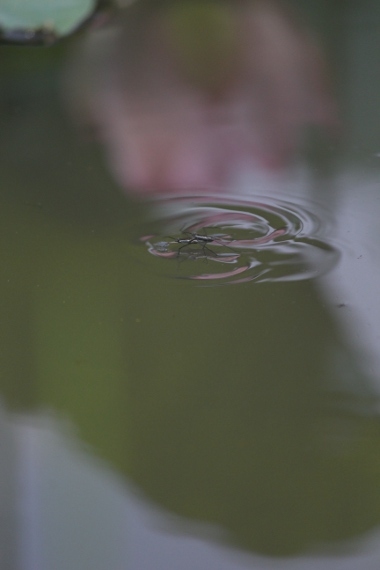 ダメだし写真館 その5_e0227942_22231052.jpg