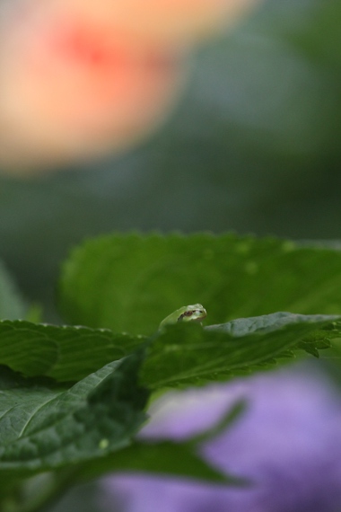 ダメだし写真館 その5_e0227942_22245256.jpg