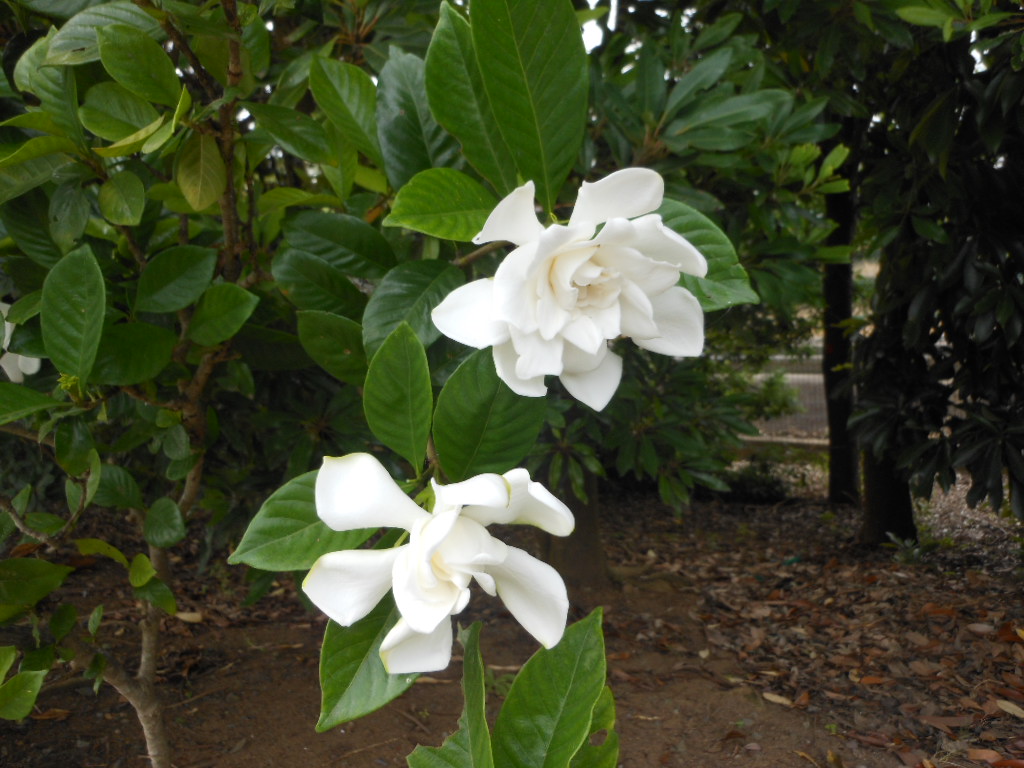 c0122744_163175.jpg