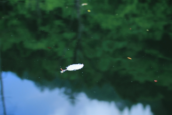 slow kayaking ~on the fresh green color lake~_c0228945_1841178.jpg