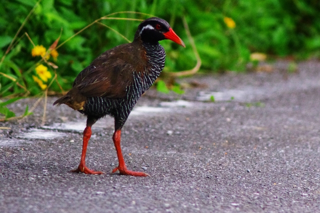 沖縄の鳥 ２０１３夏 還暦からのネイチャーフォト