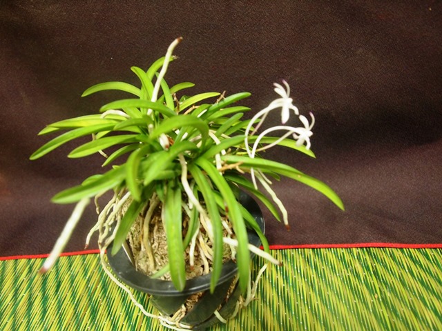 フウラン_b0227552_2113767.jpg