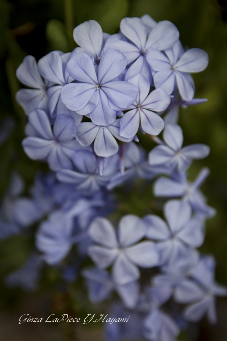 花のある風景　夏の花　ルリマツリ_b0133053_0101145.jpg