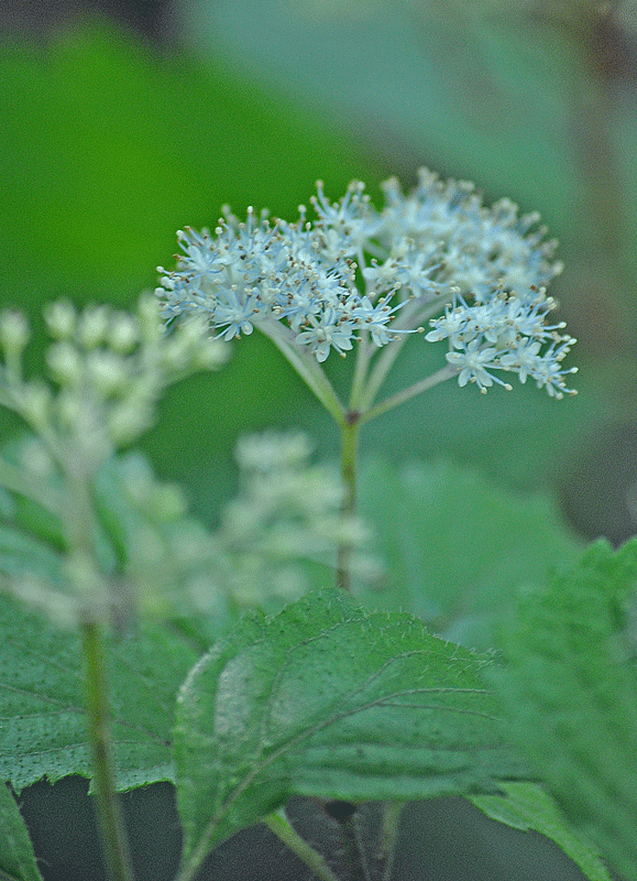 a0001354_22462253.gif