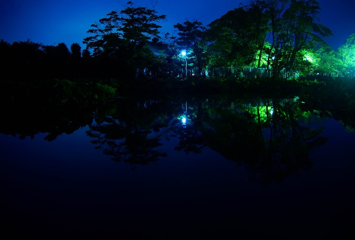 夜明け前　鶴岡八幡宮の蓮を見に・・・_c0266456_12465361.jpg