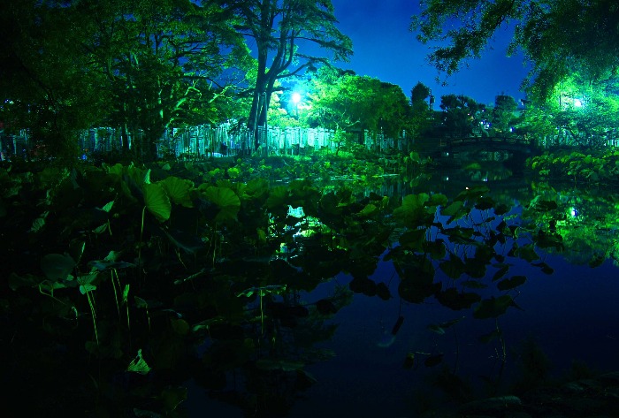 夜明け前　鶴岡八幡宮の蓮を見に・・・_c0266456_134979.jpg