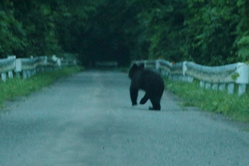 ツキノワグマの嘉太神のおんつぁん_c0294658_22183047.jpg