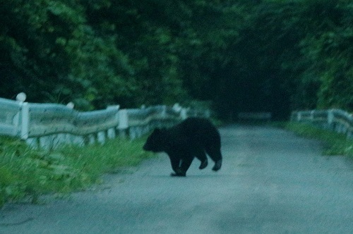 ツキノワグマの嘉太神のおんつぁん_c0294658_2218634.jpg