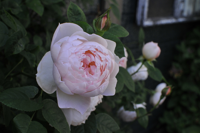 ｊｕｄｅの庭と薔薇のカヲリ