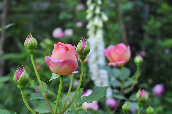 極上の美しさ ジュビリーセレブレーション : JUDEの庭と薔薇