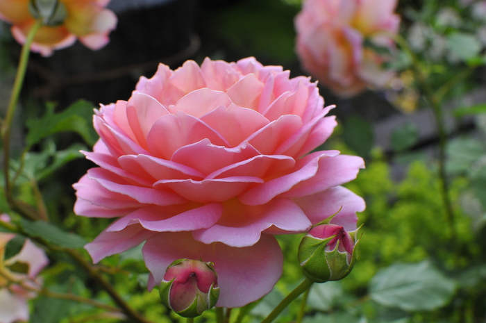極上の美しさ ジュビリーセレブレーション : JUDEの庭と薔薇