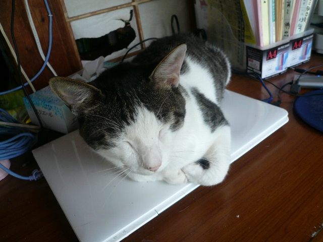 pcねこ_f0128873_21295977.jpg