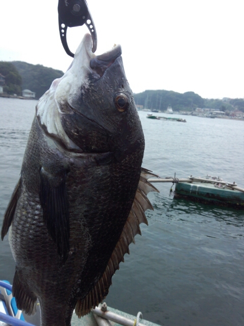 Boat de 油壺 ギーコギーコ 追加_b0081979_1831668.jpg