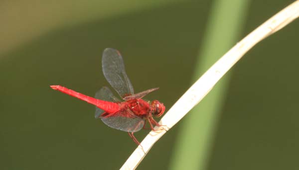 c0177785_5293927.jpg