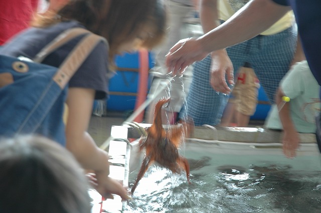 漁師魚市_d0268290_9174437.jpg