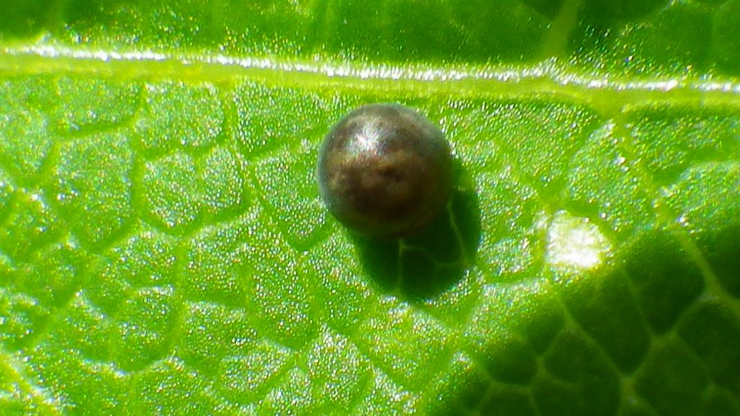 a0152692_17423159.jpg