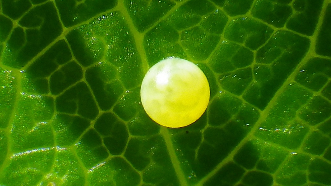 a0152692_17425420.jpg