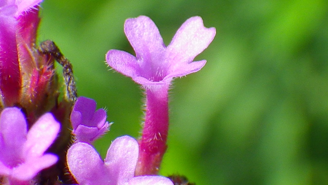 a0152692_17452080.jpg