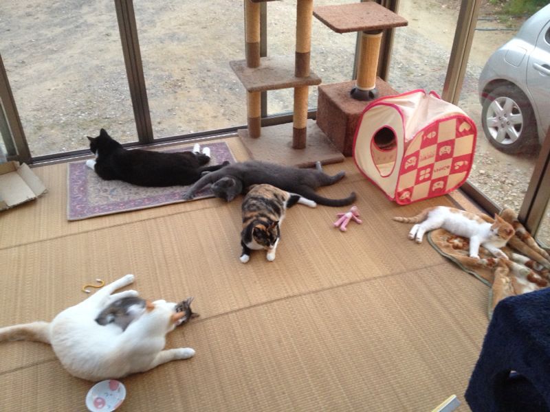 猫達のお気に入り場所 猫世話人の日記 猫達のお気に入り場所 猫世話人の日記