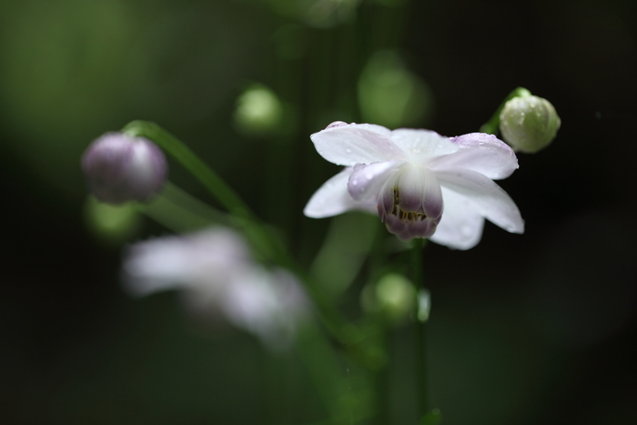 岳人の森にて・・・一属一種の野草_c0278800_1735781.jpg