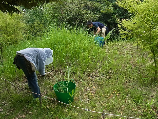 樹木の剪定と築山の草刈りを行いました_b0049307_1615227.jpg