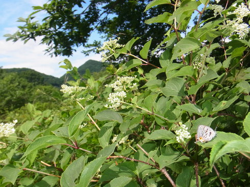 群馬　　        　　ウスイロオナガシジミ初見2013/07/15①_d0251807_19504976.jpg