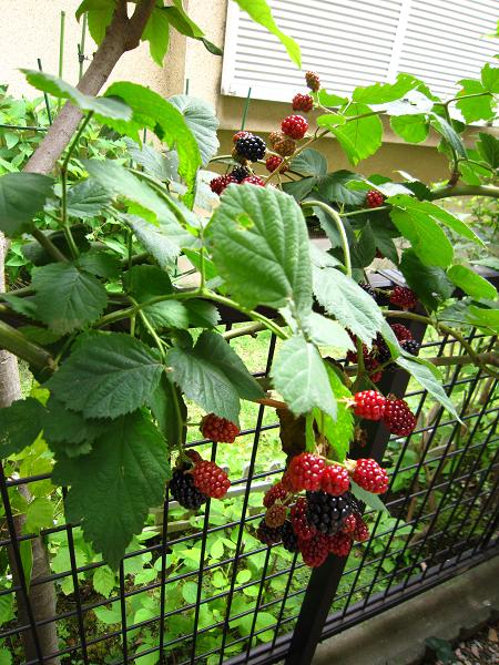 a0141408_2152879.jpg