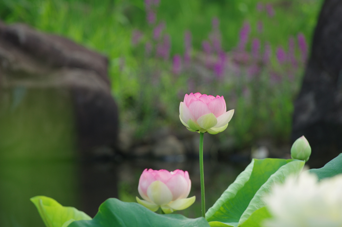 馬場花木園　蓮　１_b0151409_2215267.jpg