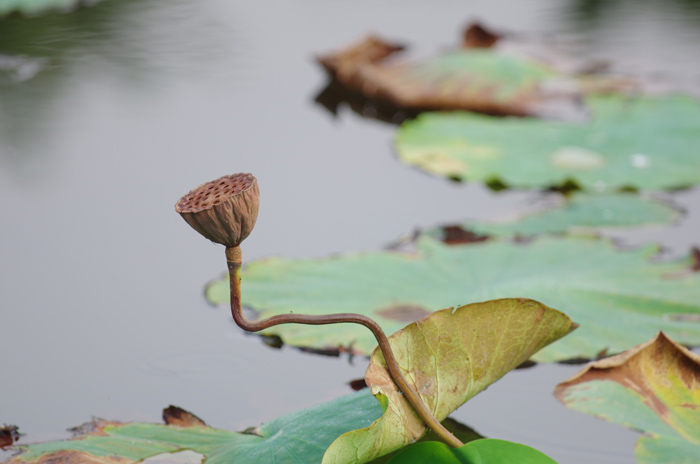 馬場花木園　蓮　１_b0151409_22153294.jpg