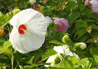 c0248013_20451673.jpg