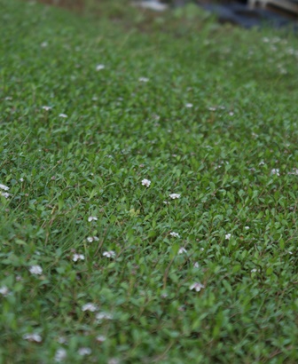 d0182913_20122441.jpg