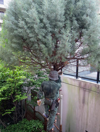 ■愚か者、木を伐る_d0190217_13311581.jpg