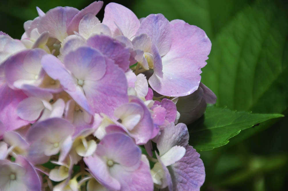 紫陽花色のワンピース Summer Snow 紫陽花色のワンピース Summer Snow