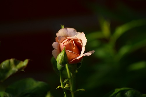 f0170524_15553267.jpg