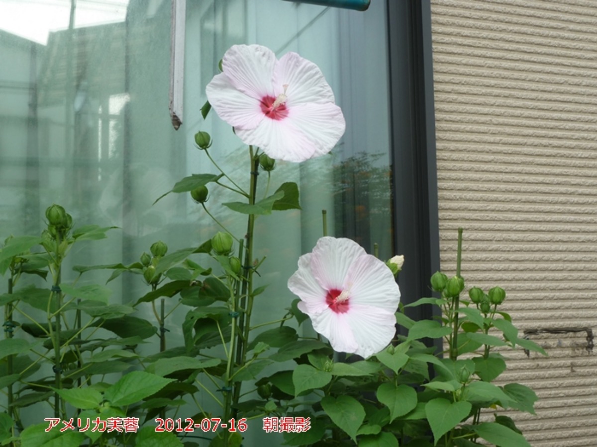 e0033229_2049062.jpg