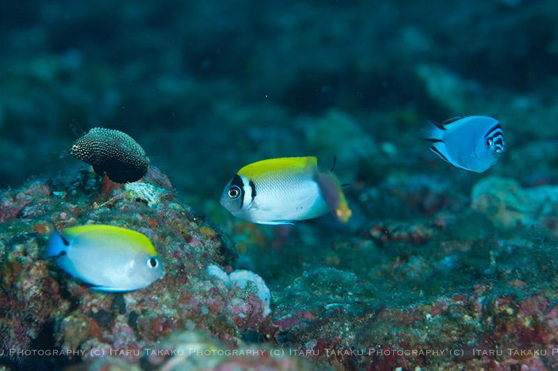 色んなヤッコの幼魚_b0186442_2242988.jpg