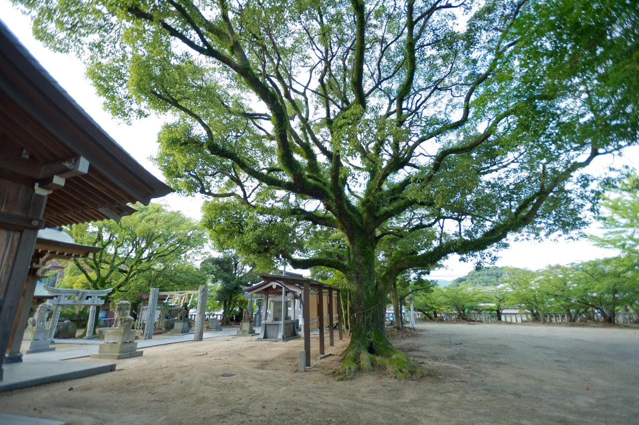 古賀神社　福岡県古賀市_b0023047_5273322.jpg