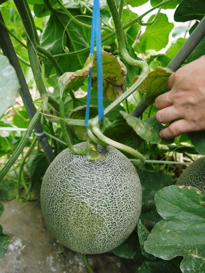肥後グリーン 糖度17度のメロンはシャキシャキの食感!追熟させて甘くてとろける食感も良いんです!!_a0254656_1812440.jpg