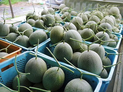 肥後グリーン 糖度17度のメロンはシャキシャキの食感!追熟させて甘くてとろける食感も良いんです!!_a0254656_18372814.jpg