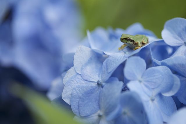 176 紫陽花とカエル_c0251759_1830777.jpg