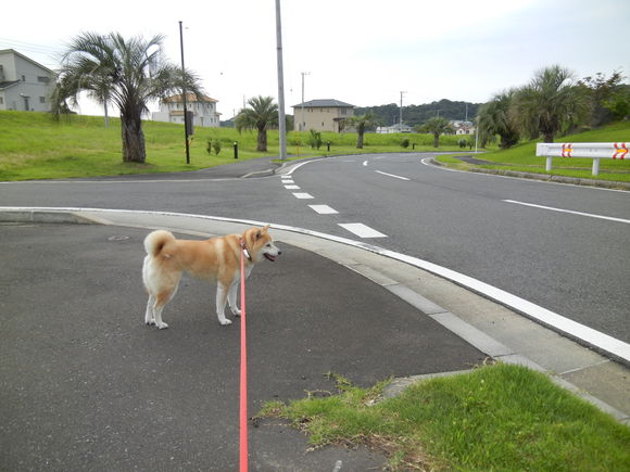’13,7,16(火)ツバメの巣を見つけたYO!_f0060461_10123782.jpg