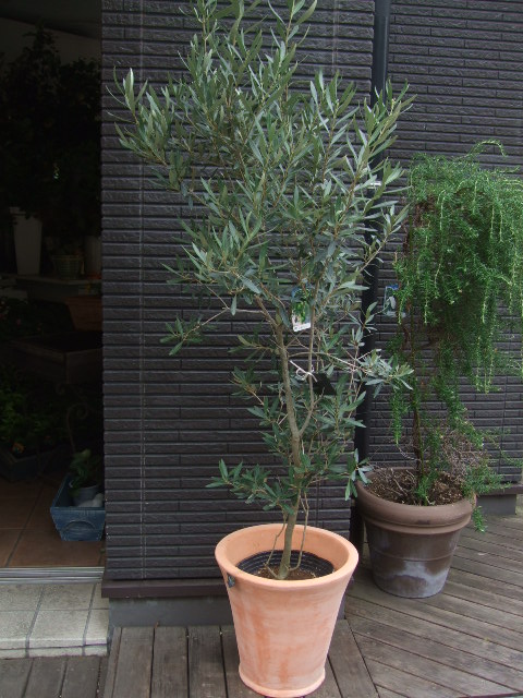 オークリーフ(姿の良いオリーブの木)_f0049672_1131176.jpg
