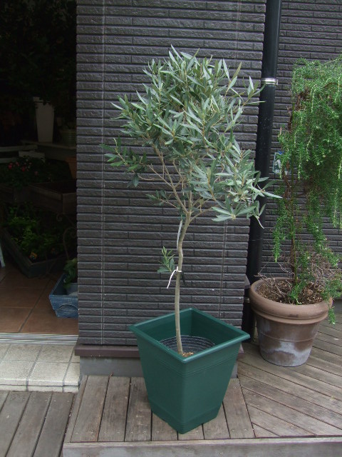 オークリーフ(姿の良いオリーブの木)_f0049672_1131793.jpg